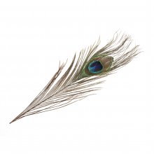 Feathers: Peacock: 2 per Pack