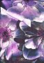 John Kaldor Velvet  - Purple 5125