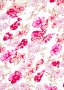 Poly Cotton - Floral Garden Pink