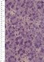Fabric Freedom Bali Batik Stamp - BK 420/C Purple